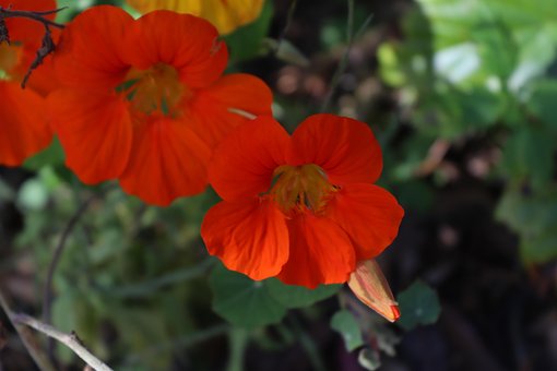 Free Primavera Spring photo and picture