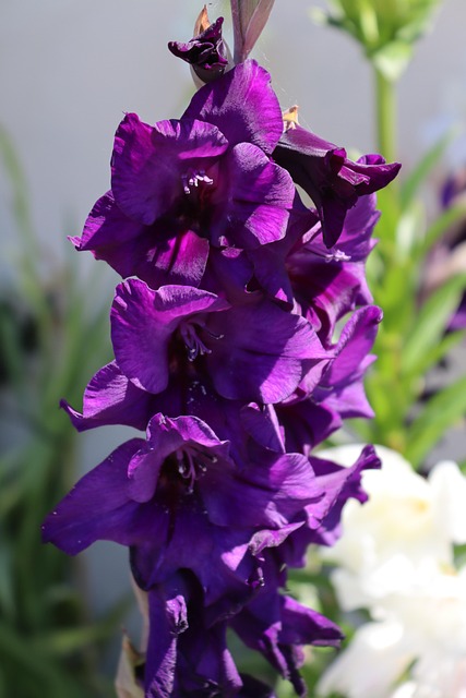 Free Garden Purple photo and picture