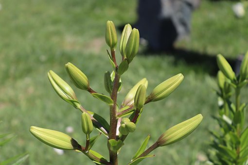 Free Primavera Spring photo and picture