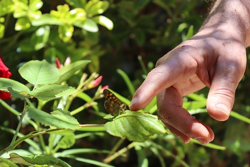 Free Borboleta Butterfly photo and picture
