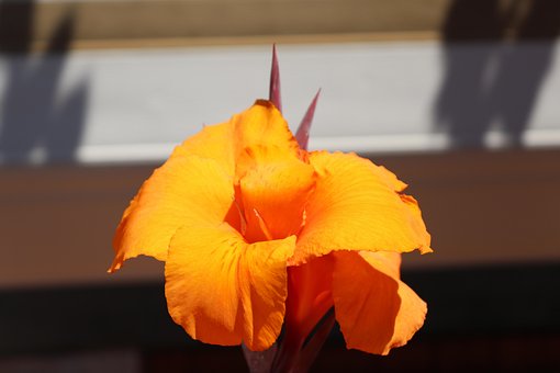 Free Yellow Flower photo and picture
