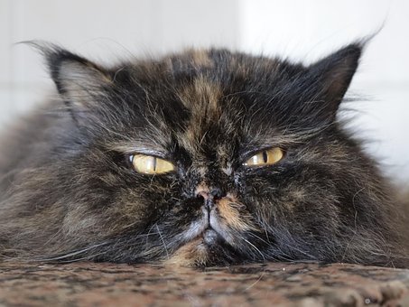 Free Cats Persian Cats photo and picture