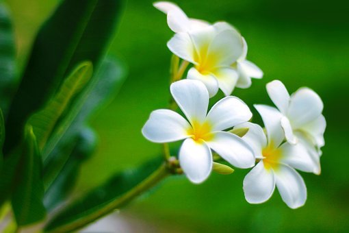 Flower, Plumeria Flowers, พื้นหลังดอกไม้
