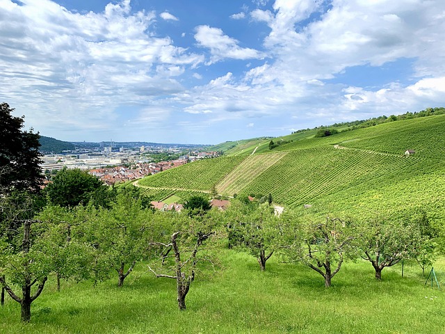 Free Stuttgart Viticulture photo and picture