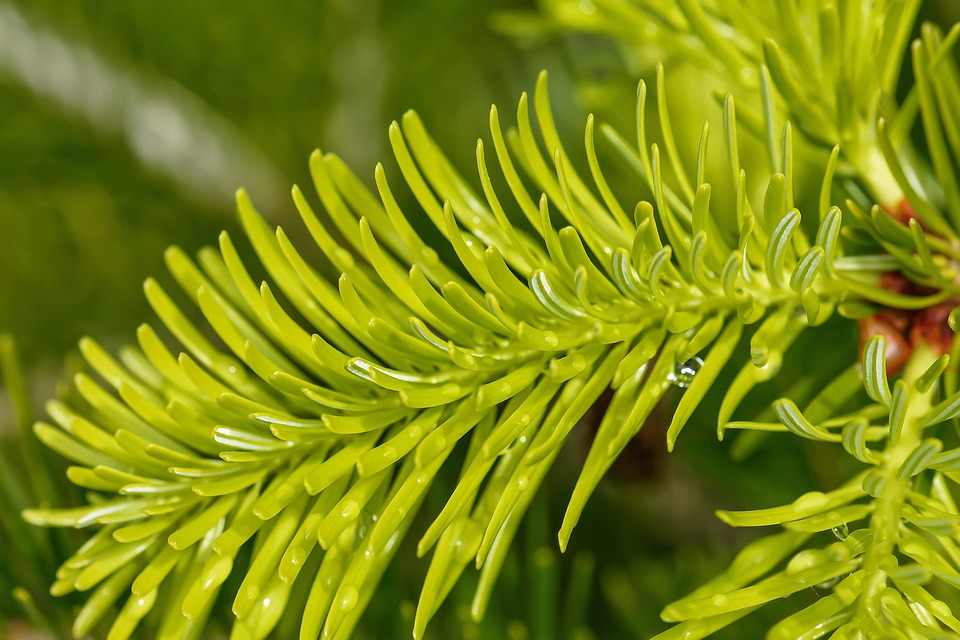 Abeto Agujas Dispara - Foto gratis en Pixabay