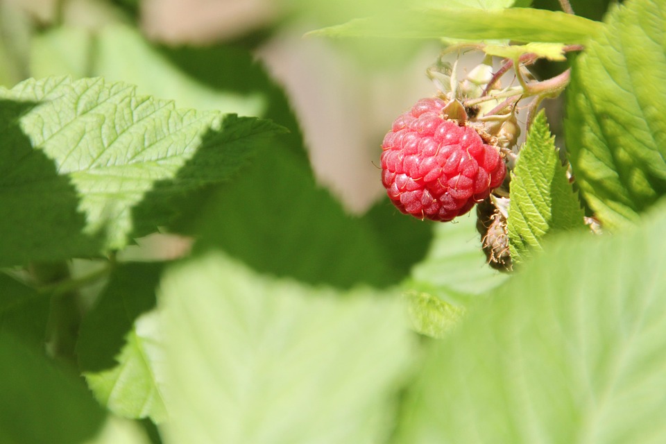 Raspberry Close Up Fruit - Free photo on Pixabay - Pixabay