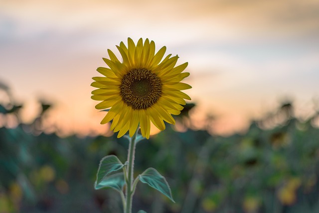 Download free HD stock image of Girasol Amarillo Free Girasol Amarillo photo and picture
