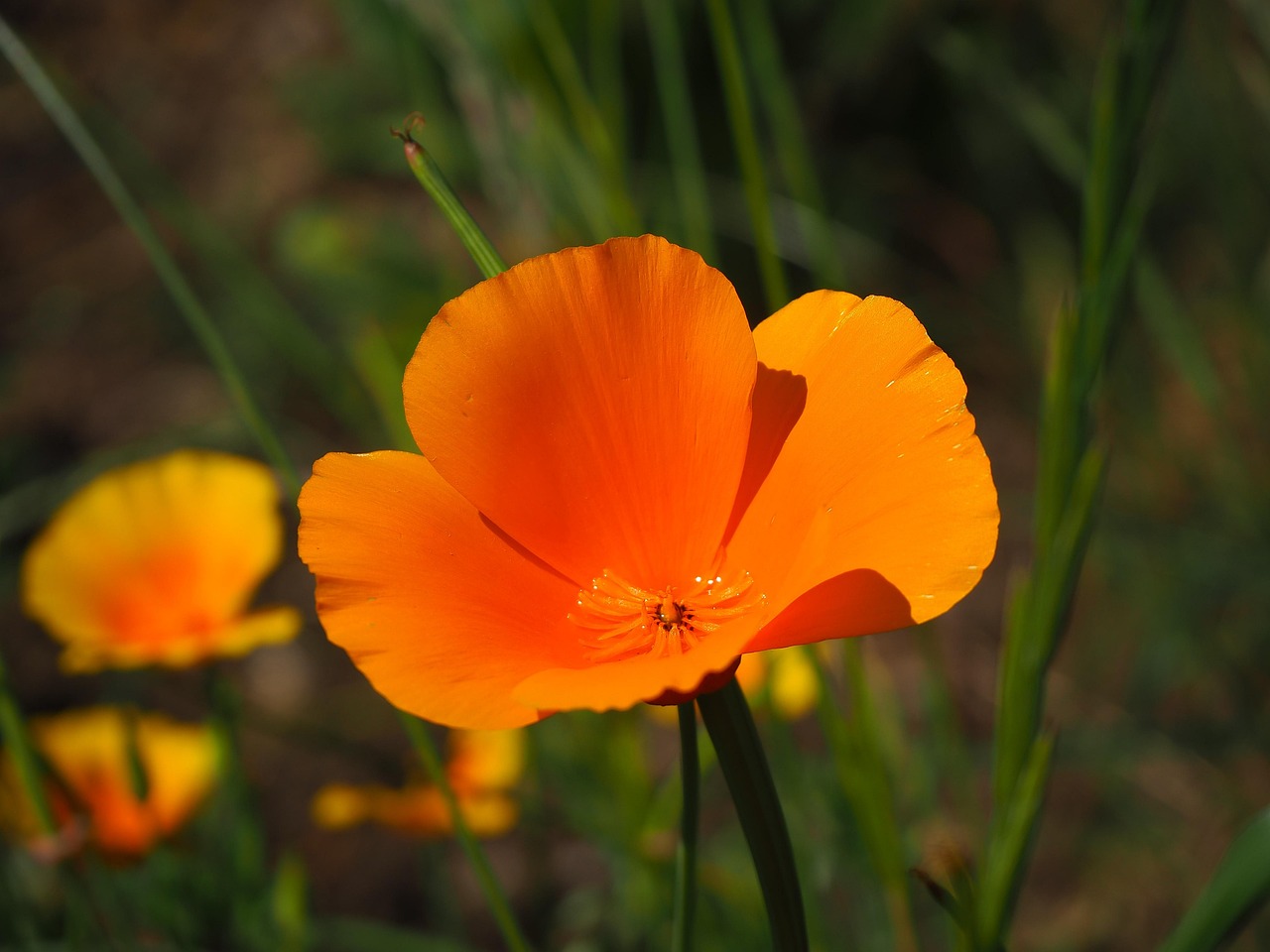 Giardino Fiore Estate Foto Gratis Su Pixabay Pixabay