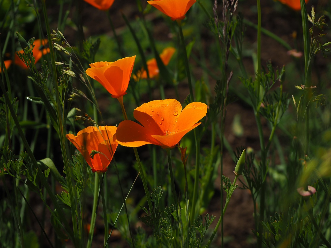Garden Flower Summer Free Photo On Pixabay Pixabay