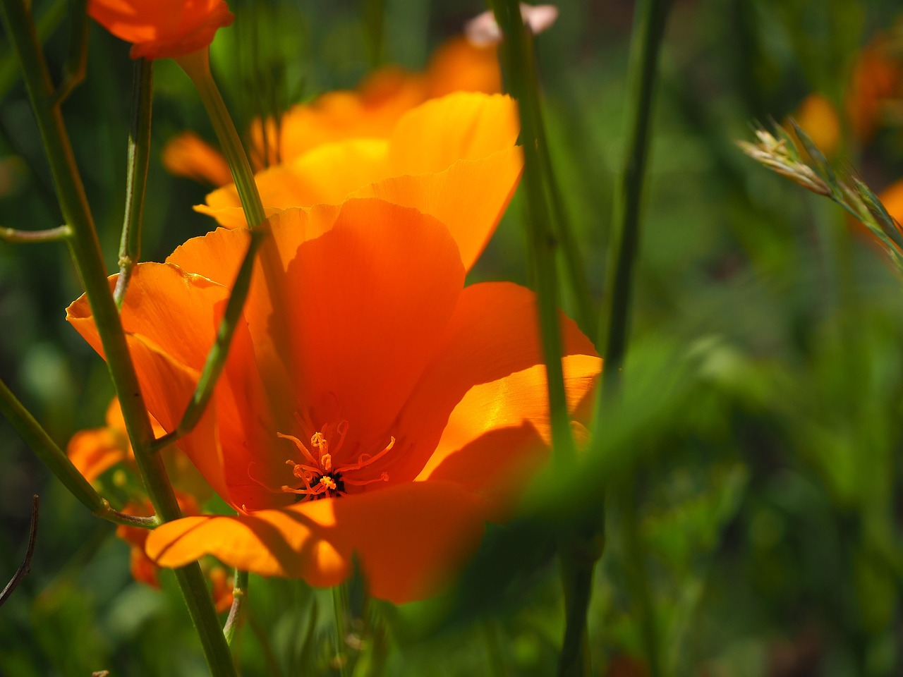 Giardino Fiore Estate Foto Gratis Su Pixabay Pixabay