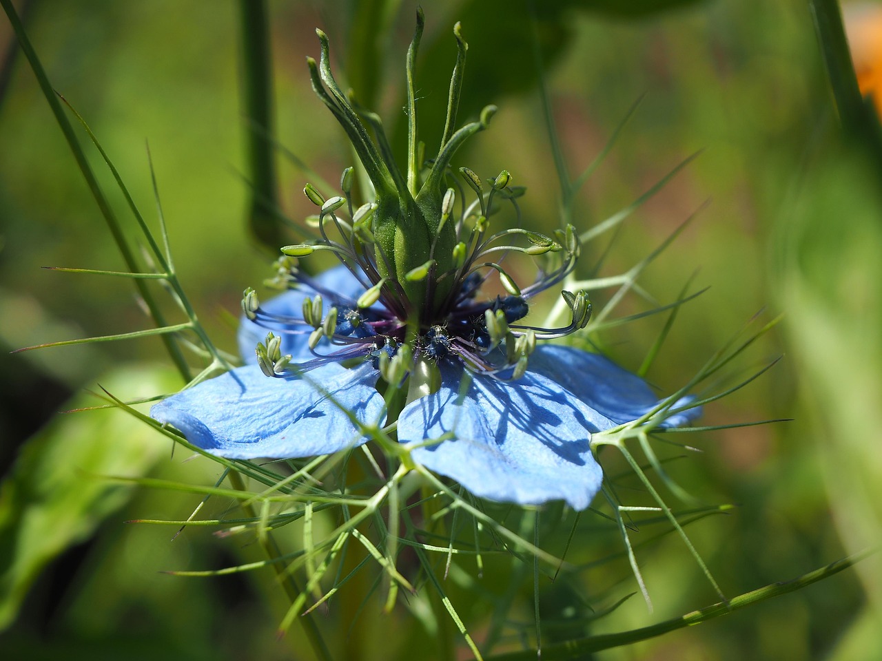Giardino Fiore Estate Foto Gratis Su Pixabay Pixabay