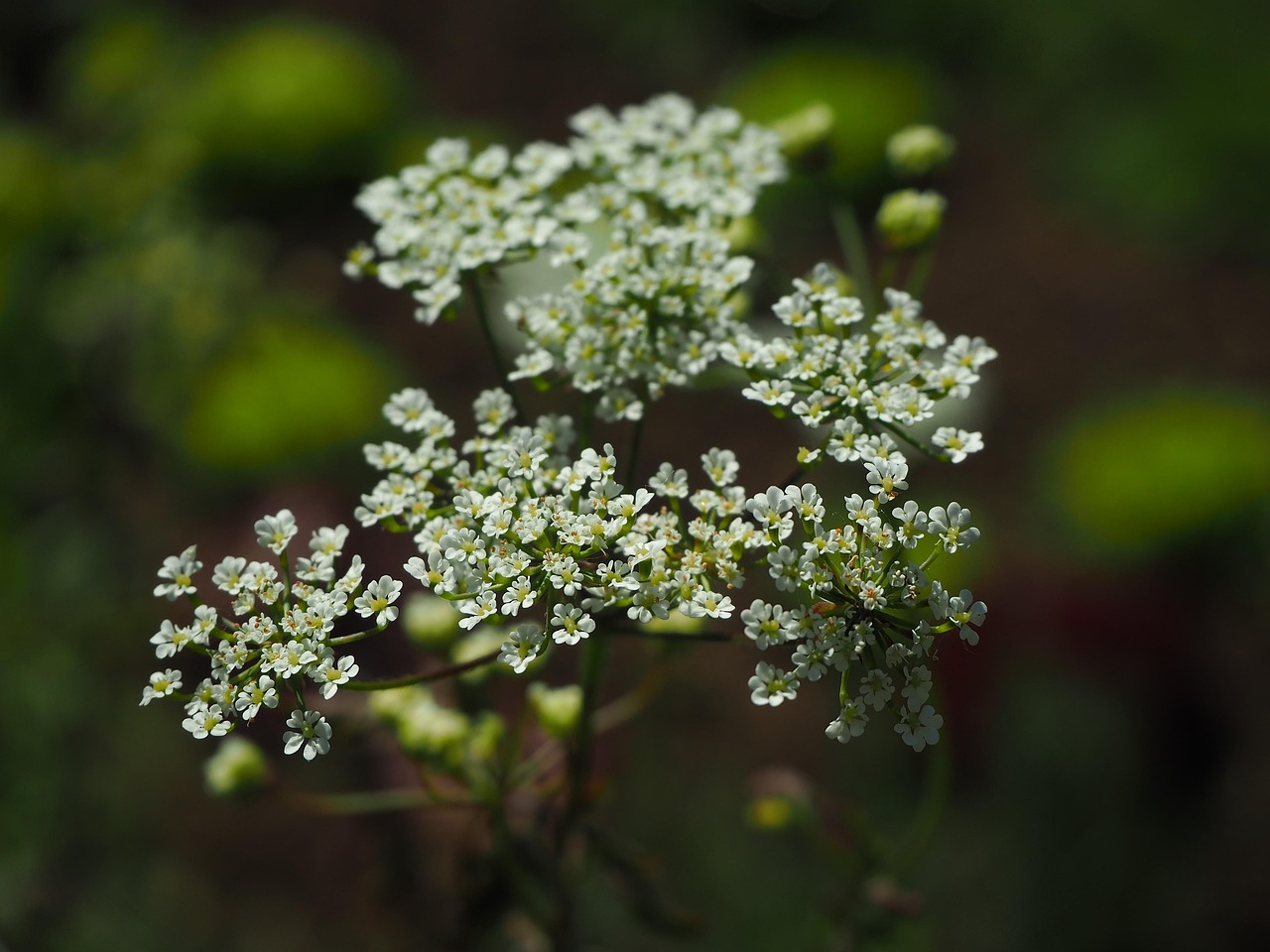 Tuin Bloem Zomer Gratis Foto Op Pixabay Pixabay