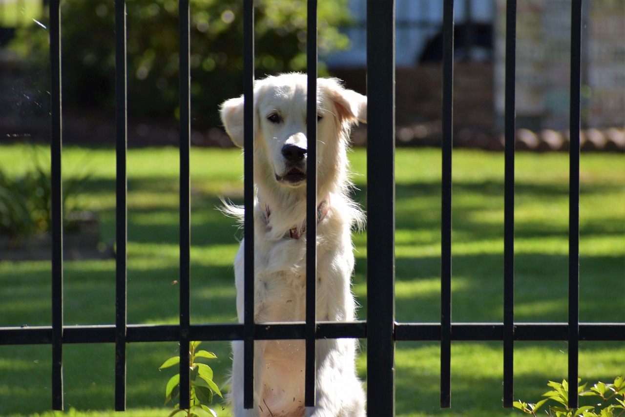 Chien De Garde Portail - Photo gratuite sur Pixabay - Pixabay