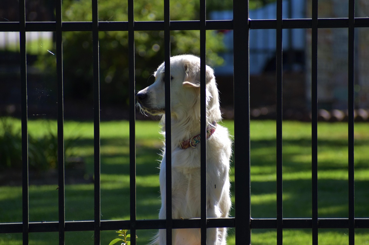 Chien De Garde Portail - Photo gratuite sur Pixabay - Pixabay