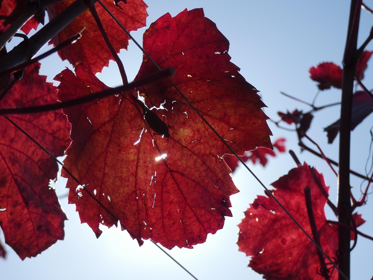 Herbst Blatt - Kostenloses Foto auf Pixabay - Pixabay