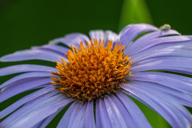 Free Bloom Center photo and picture