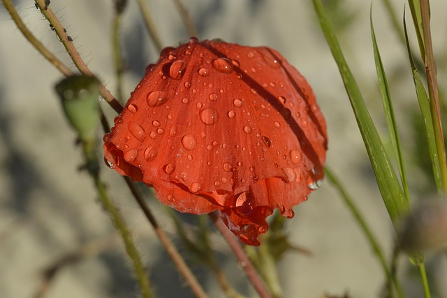 Free Flower Corn Poppy photo and picture