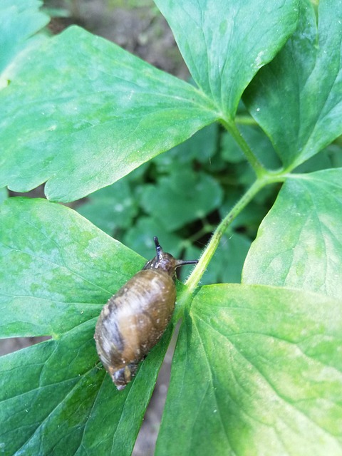 Caracol, Grima, Hoja, Verde, Día