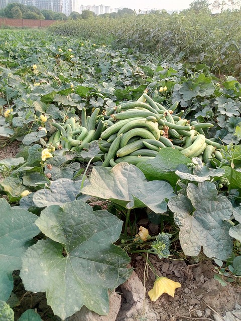 Free Fresh Vegetable Trumpet photo and picture