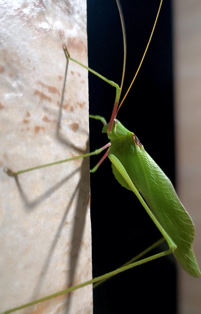 Free Insect Green photo and picture