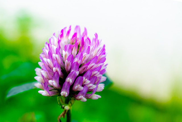 Free Clover Blossom photo and picture