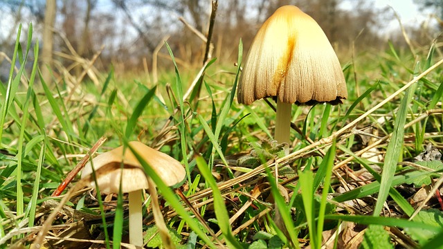 Ciuperci, Natură, Iarbă, Pădure, Macro