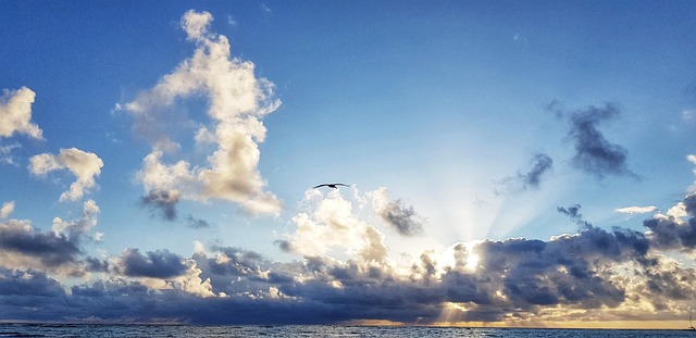 Ocean, Dominicana, Zbor, Pasăre, Apă