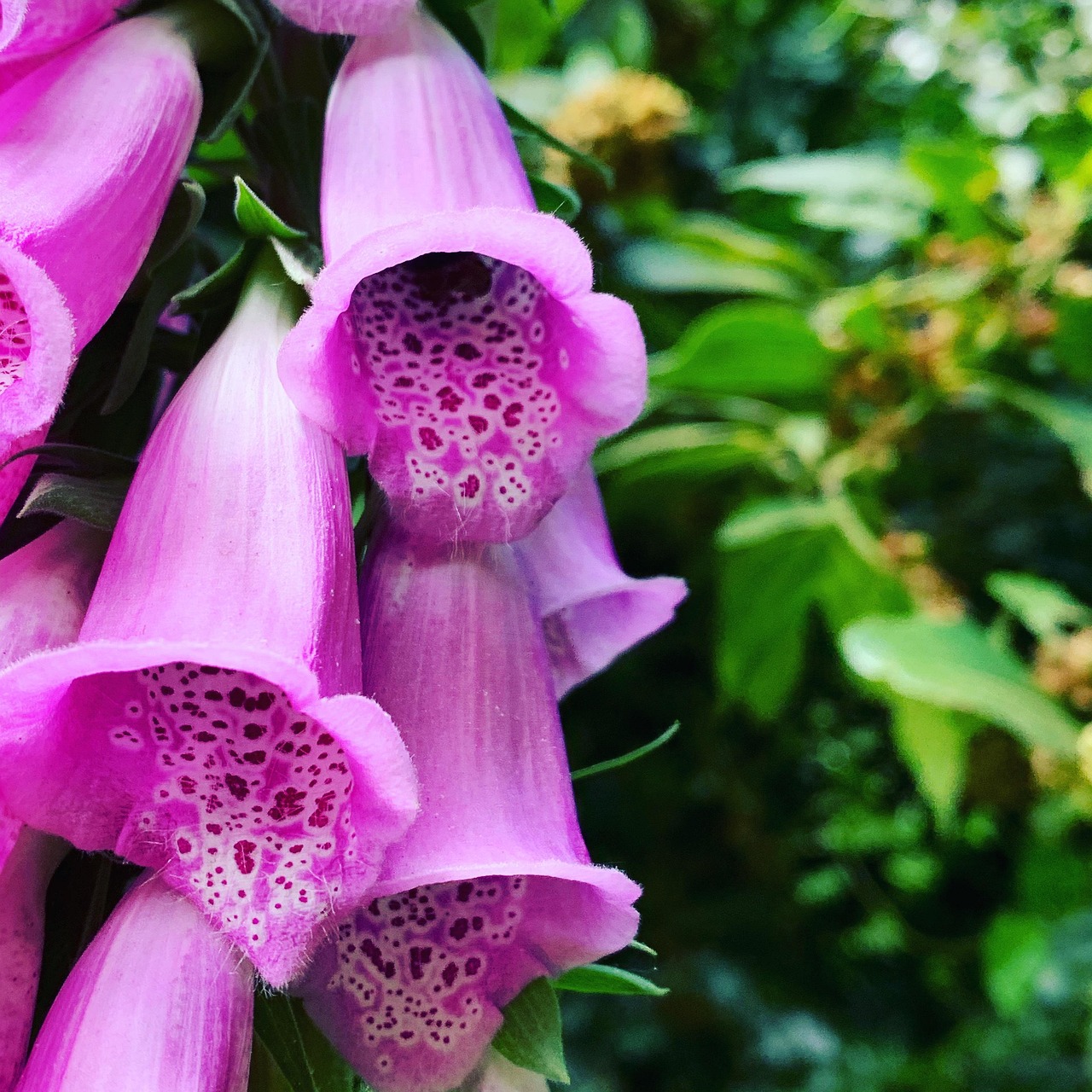 Naparstnica Purpurowy Kwiat Darmowe Zdj cie Na Pixabay Pixabay