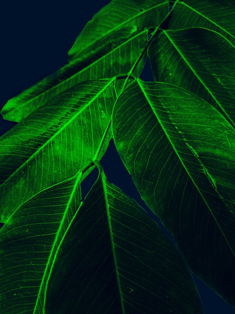 Free Leaves Tree photo and picture
