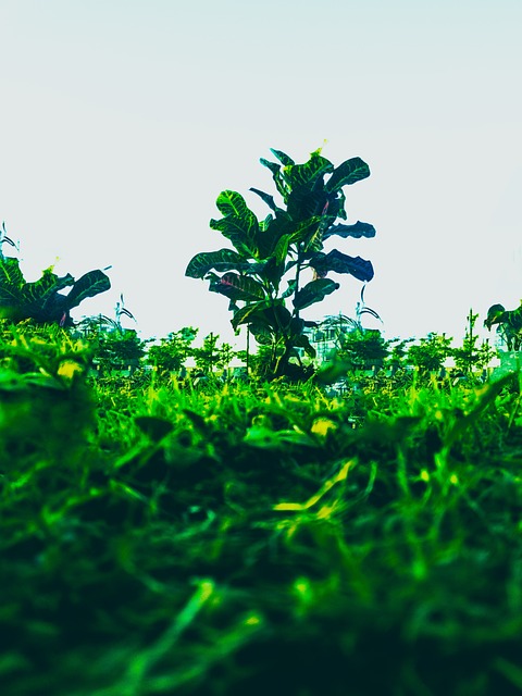 Free Plant Nature photo and picture
