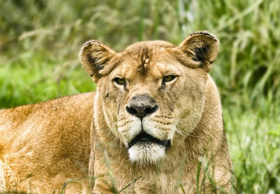 Lioness Feline Africa - Free photo on Pixabay