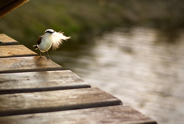 Pană, Animal, Pace, Natura, Pasăre
