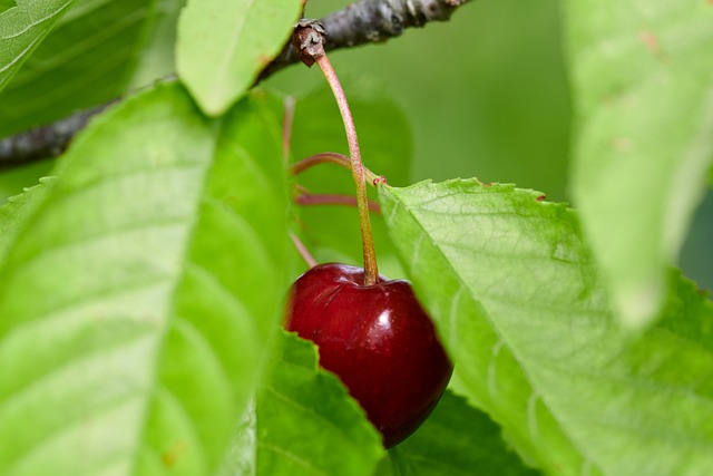 Free Cherries Cherry photo and picture