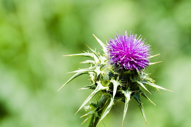 Free Thistle Flower photo and picture