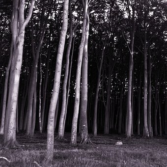 Free Trees Black White photo and picture