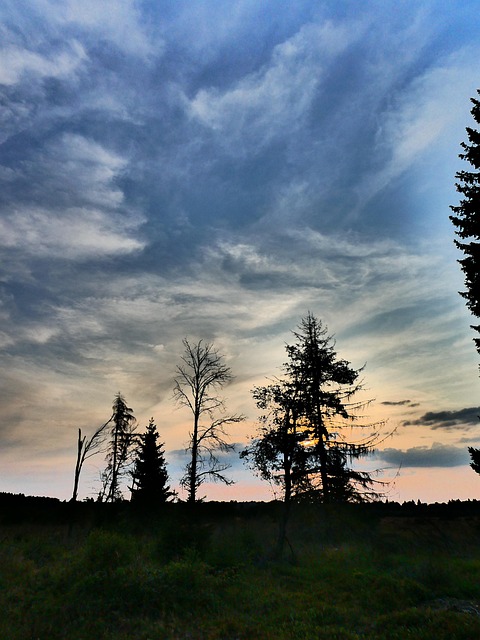 Free Trees Nature photo and picture