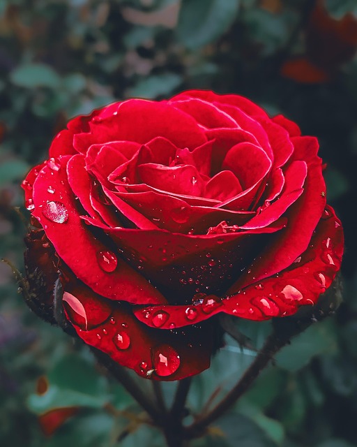 Free Rose Flower photo and picture