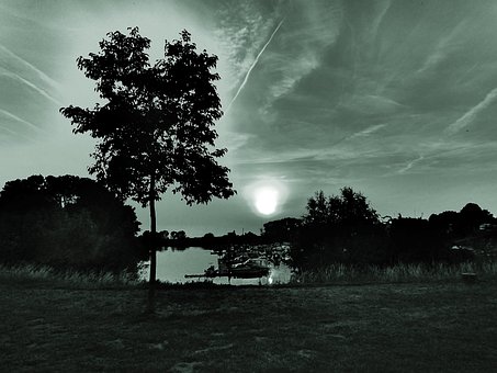 Free Tree Trees photo and picture