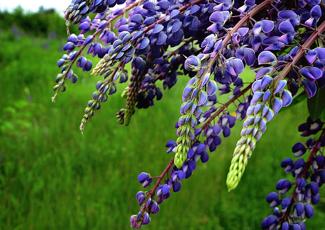 Lupine, Sommer, Sonne, Hell, Natur, Feld