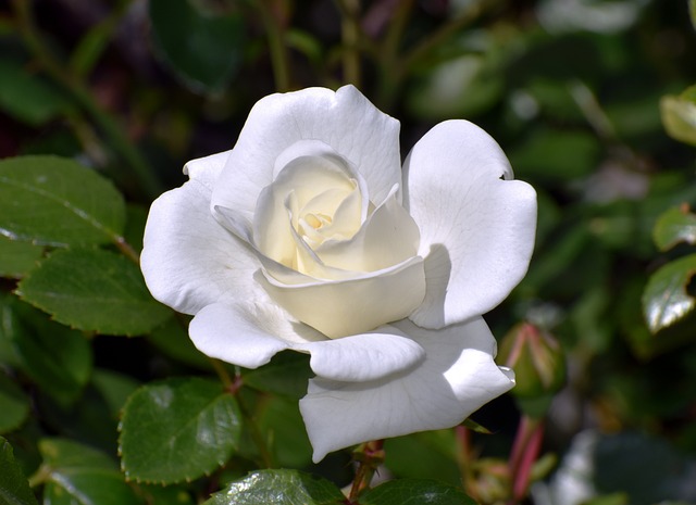 Free Flower Rose photo and picture