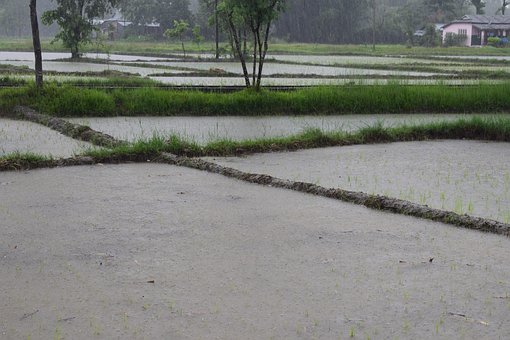Free Raining Rain photo and picture