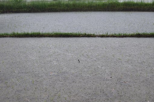 Free Raining Rain photo and picture