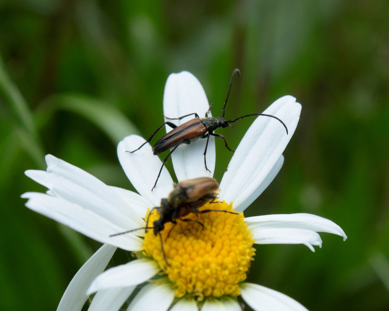 Stenurella Melanura Strangalia Photo gratuite sur Pixabay Pixabay