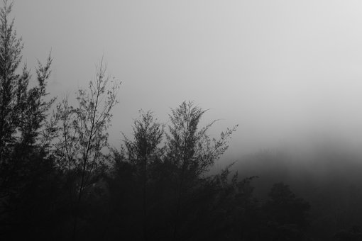 Free Forest Black photo and picture