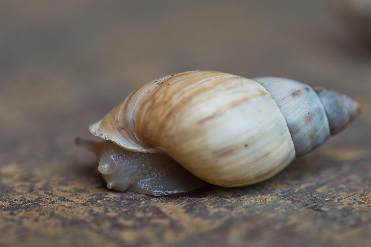 Costa Rica Land Snails Fauna - Free photo on Pixabay