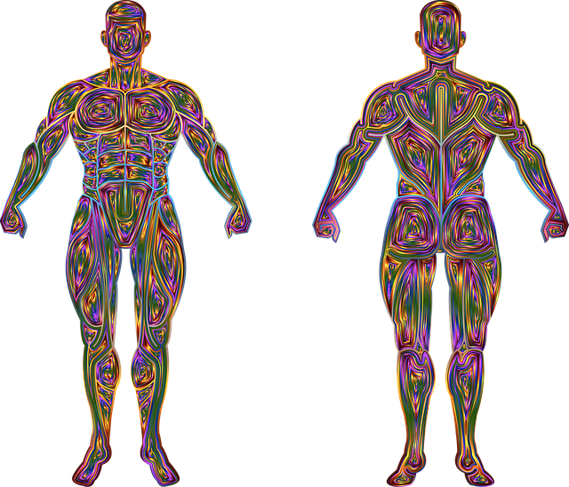 Free man body human vector