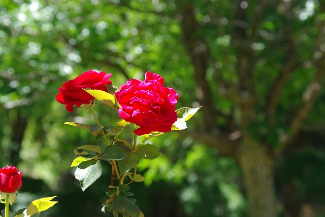 Free Flowers Roses photo and picture