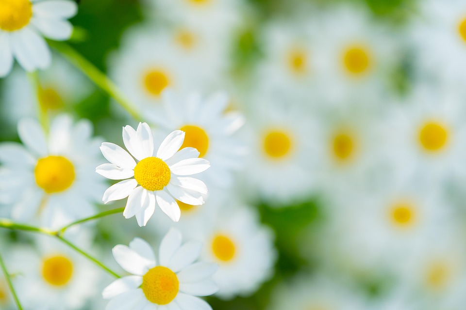 花 バネ 夏 Pixabayの無料写真