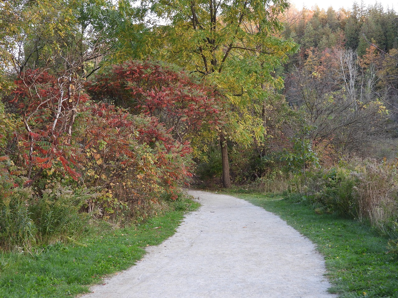 Trees Pathway Nature - Free photo on Pixabay