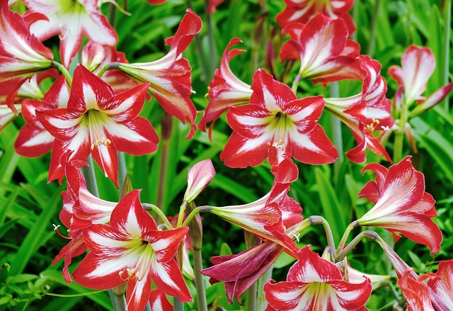 Free Red Flower photo and picture